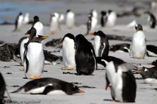 Eselspinguin (79 von 97).jpg